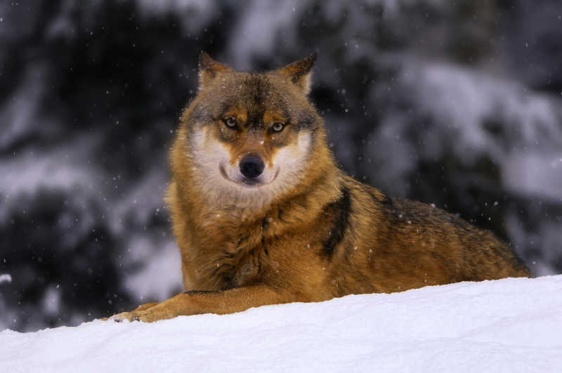 狼图片 雪地里趴着的狼素材 高清图片 摄影照片 寻图免费打包下载