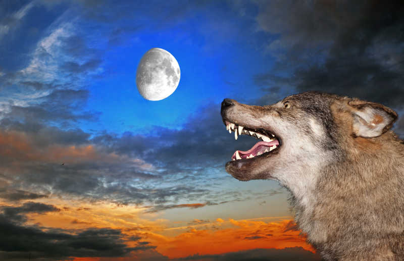 狼图片-月亮下的狼素材-高清图片-摄影照片-寻图免费打包下载