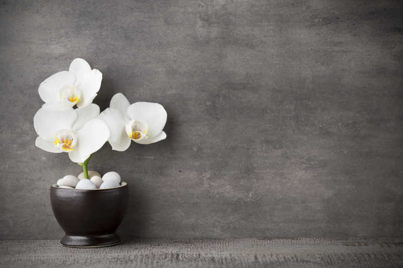 白色兰花和黑色花盆图片 灰色背景下的黑色花盆里鹅卵石上的白色兰花素材 高清图片 摄影照片 寻图免费打包下载