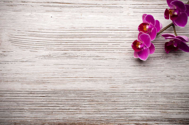木色桌面上的一支紫色的兰花