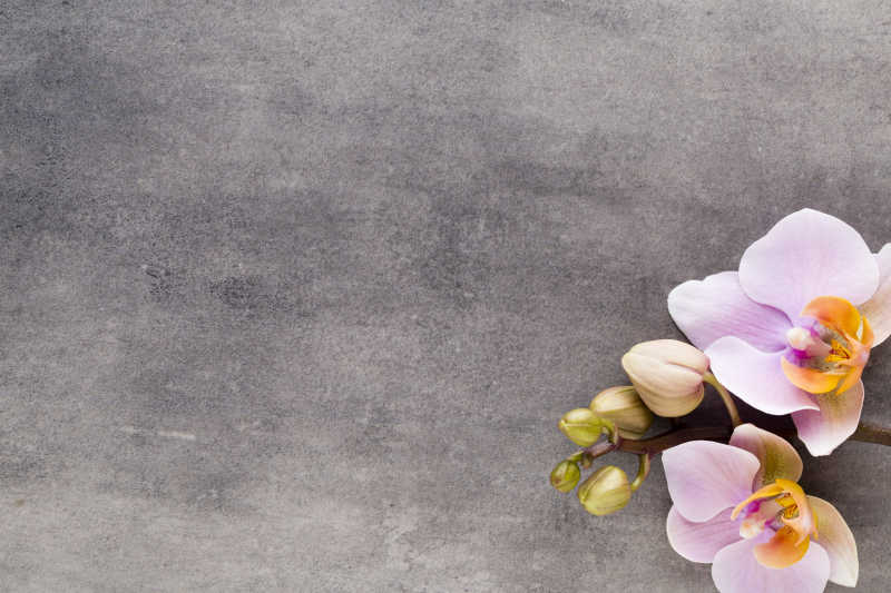 灰色背景下的一朵兰花