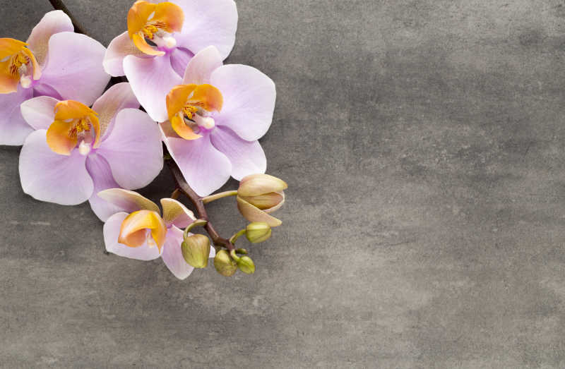 灰色背景上的淡紫色的兰花