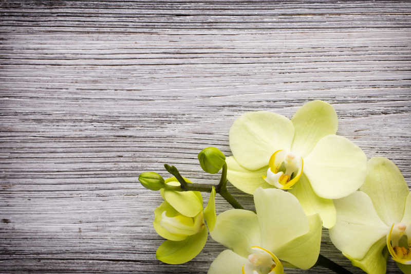 木纹理背景下的浅绿色的兰花