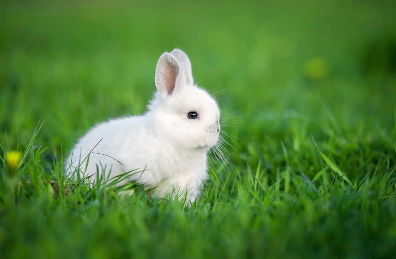 小白兔坐在草丛里