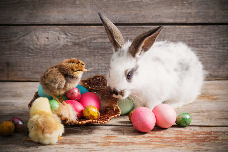 复活节彩蛋和可爱的小兔子小鸡特写