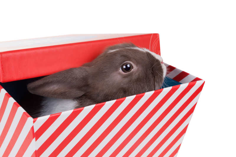 在礼品盒中向外看的荷兰小兔子