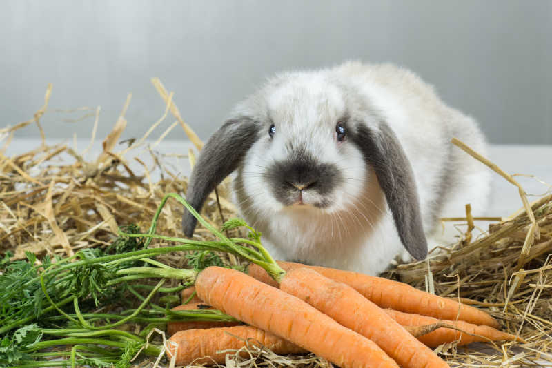 可爱的宠物兔子的胡萝卜和干草特写