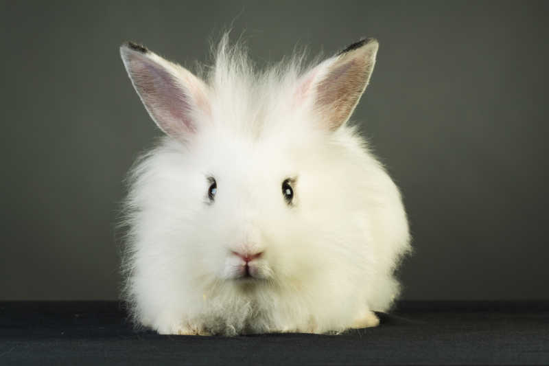 兔子耳朵特写图片