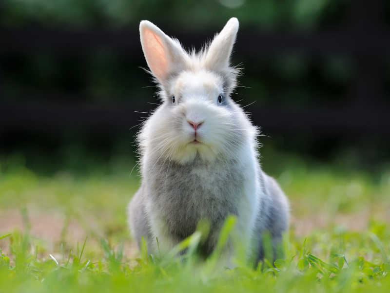 可爱的毛茸茸的兔子