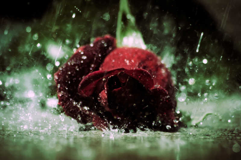 玫瑰雨