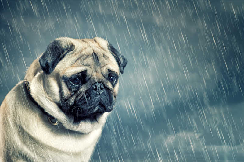 雨中的哈巴狗