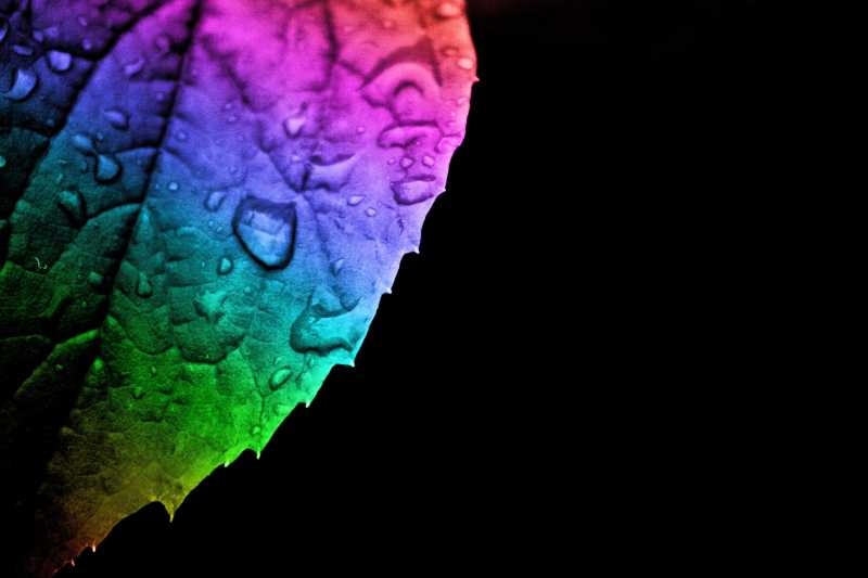 彩虹叶子上的雨