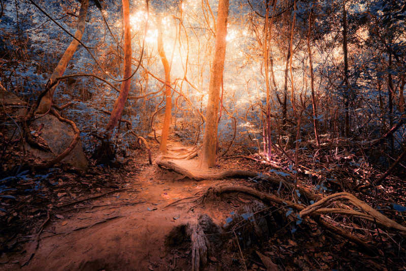 梦幻的热带丛林