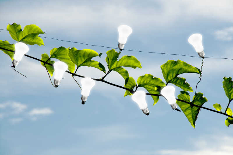 藤蔓上的绿叶和灯泡能源概念