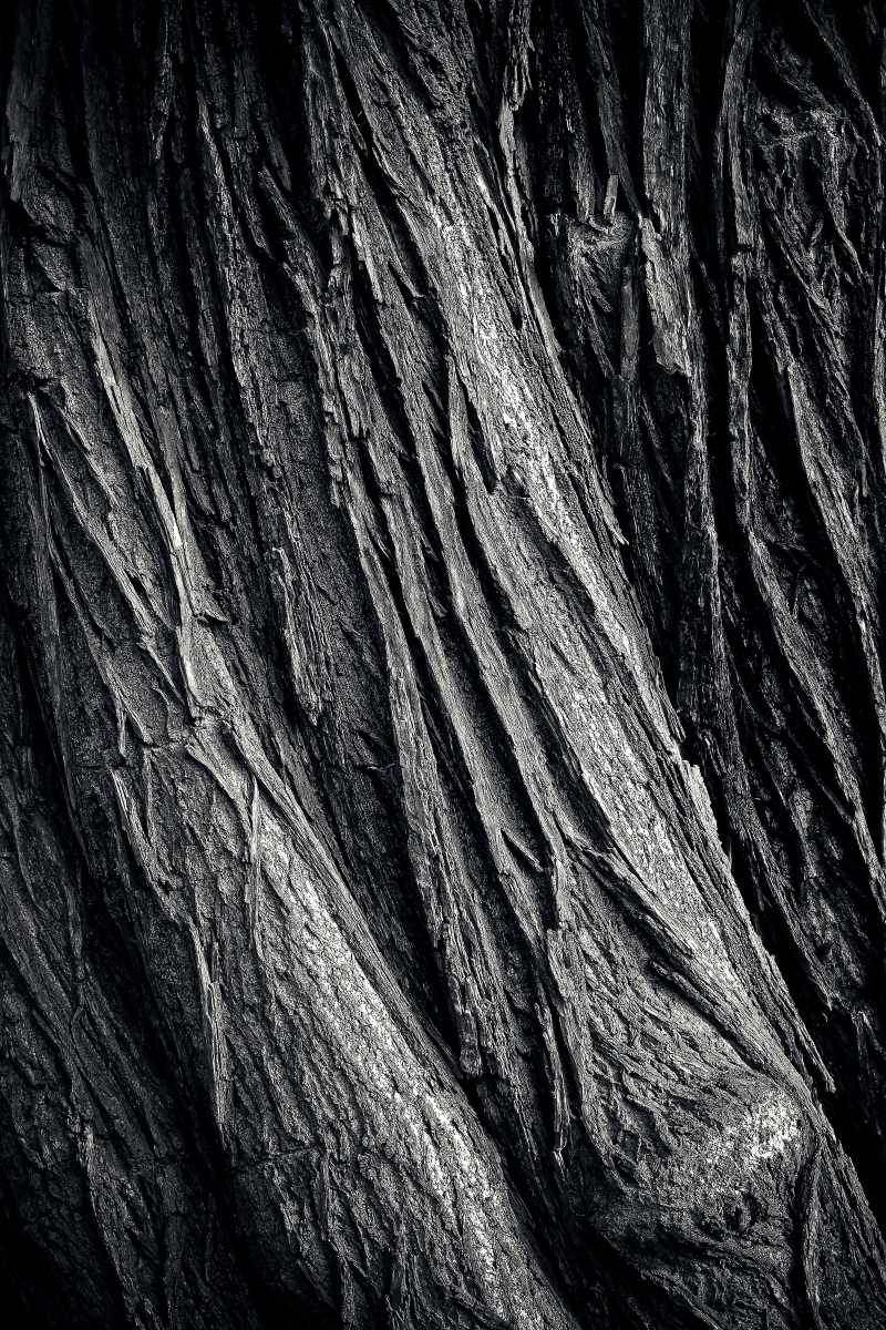 老式树木纹理背景