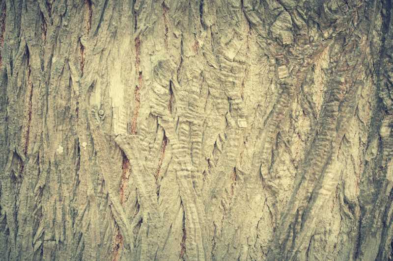 树干表面纹理背景