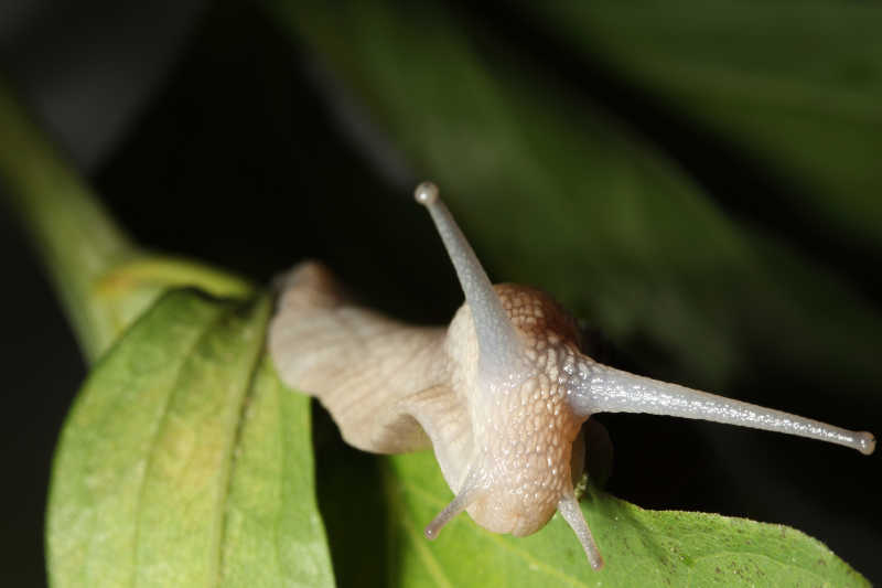 绿色叶片上的蜗牛
