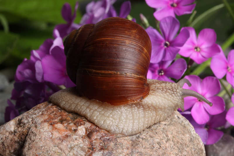 伸出触角的蜗牛