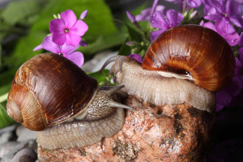 两只蜗牛