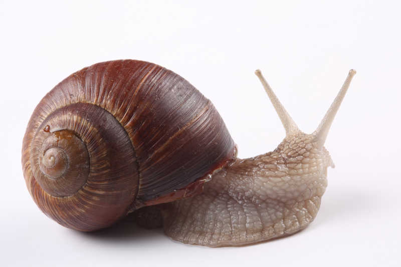 白色背景上的蜗牛特写