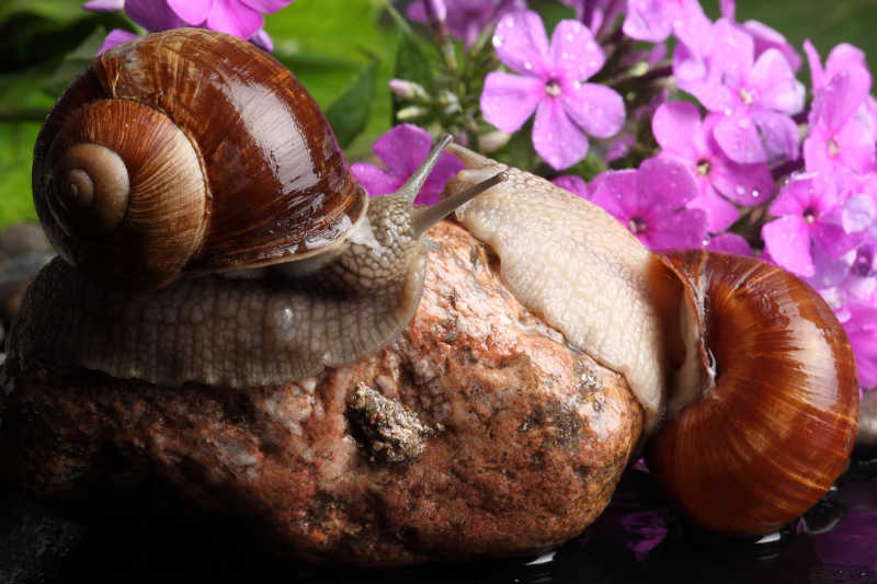 岩石上的两只湿蜗牛