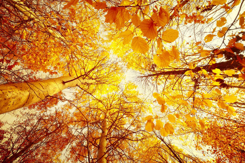 仰视下的秋季金色树木
