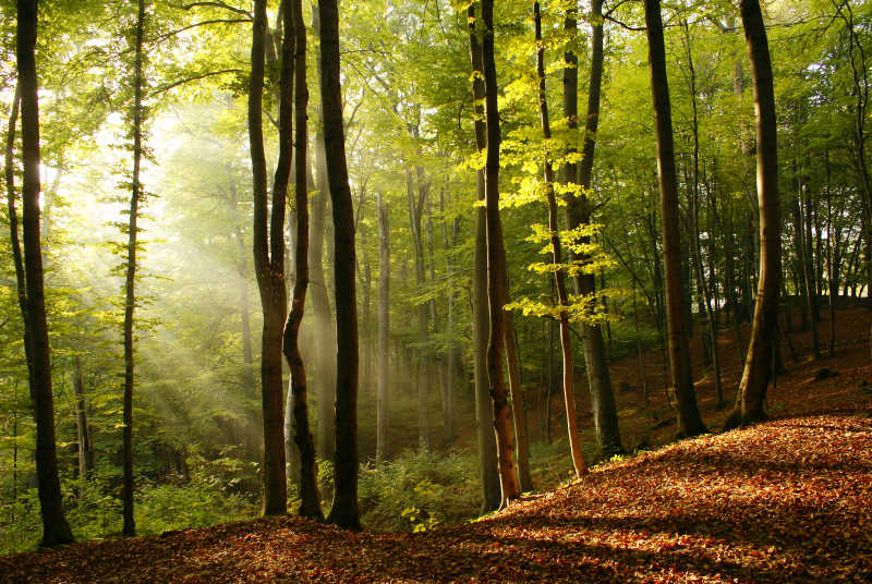 阳光照射下的森林