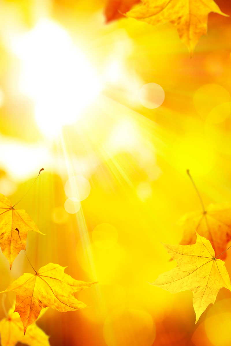 秋季太阳阳光照射下的金色树叶