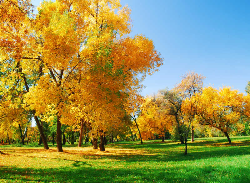 秋天的公园风景