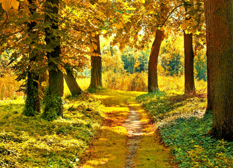 秋季金色树木下的自然风景