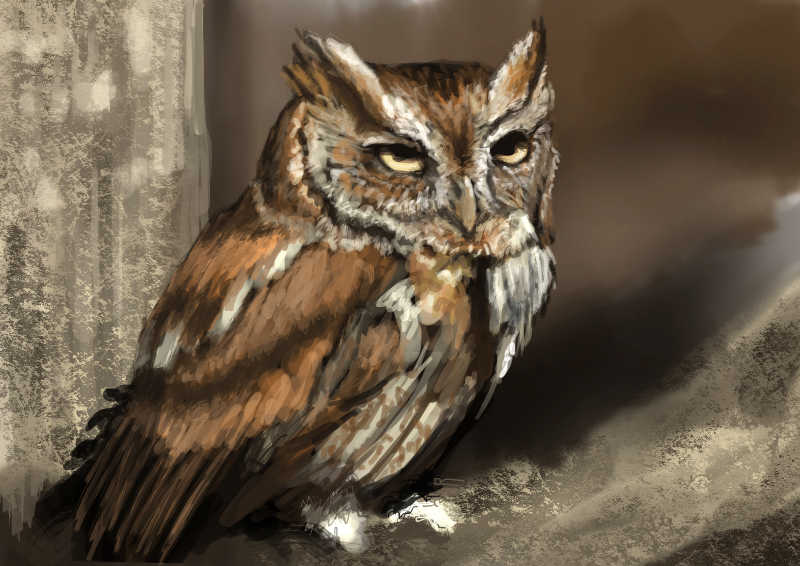 树杈上的猫头鹰