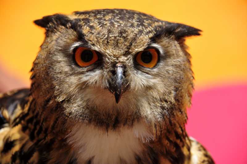 野生猫头鹰肖像