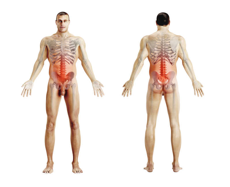 男性身体结构图片 白色背景上的男性身体结构素材 高清图片 摄影照片 寻图免费打包下载