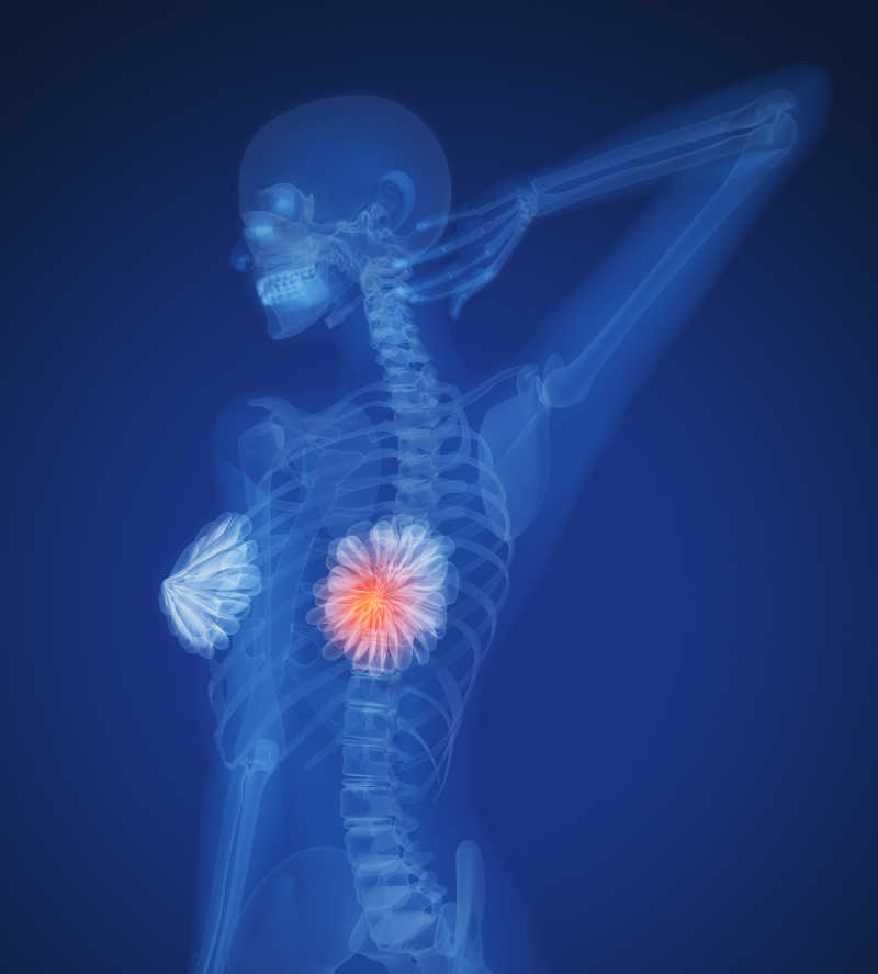 女性上半身骨骼