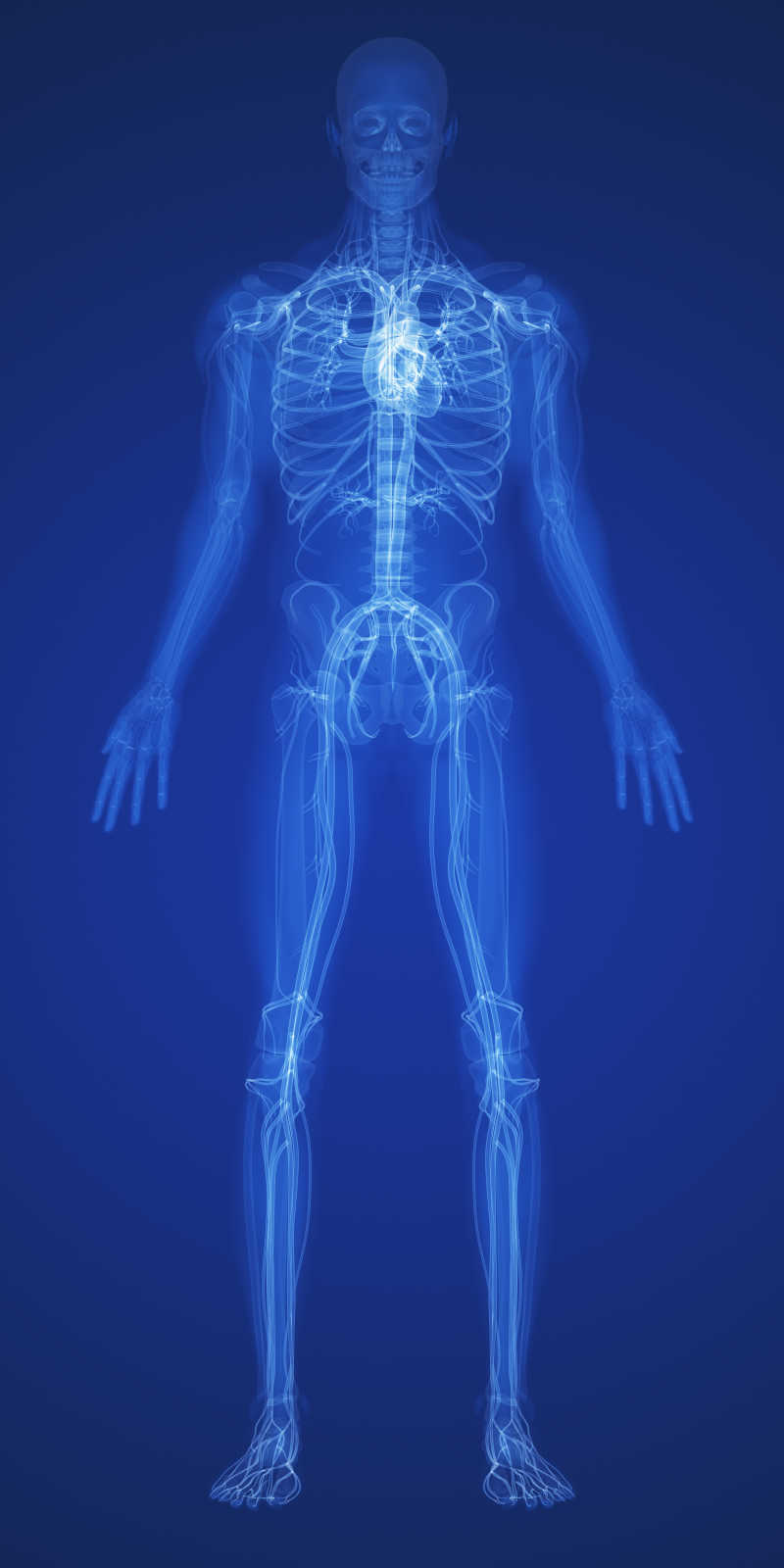 蓝色背景上的人体结构骨骼