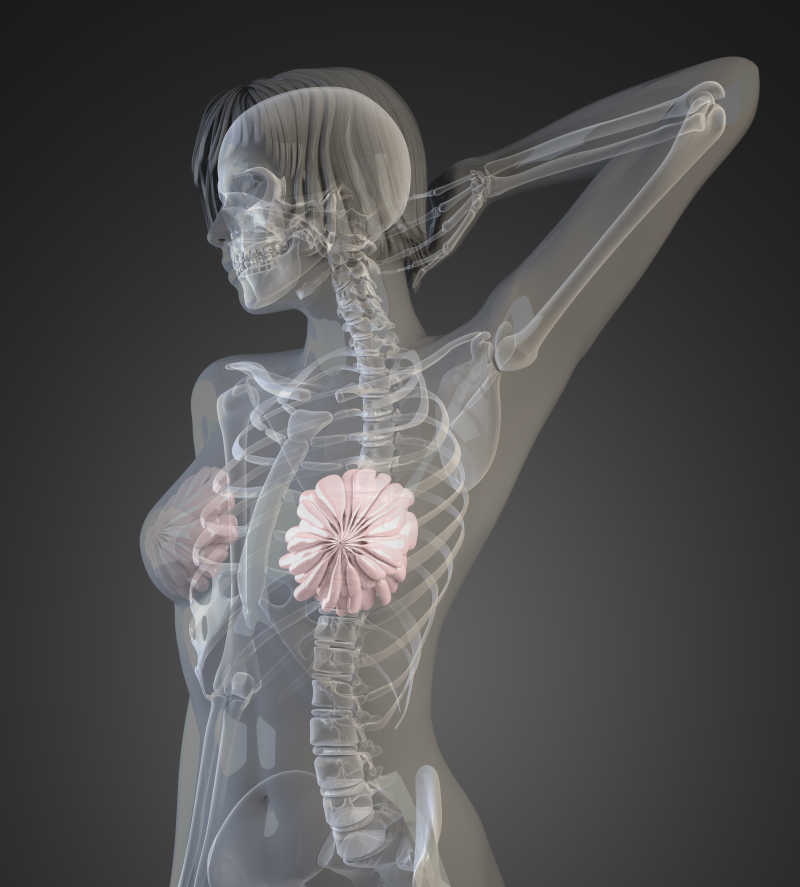 人体脊椎图片 女性人体骨骼素材 高清图片 摄影照片 寻图免费打包下载