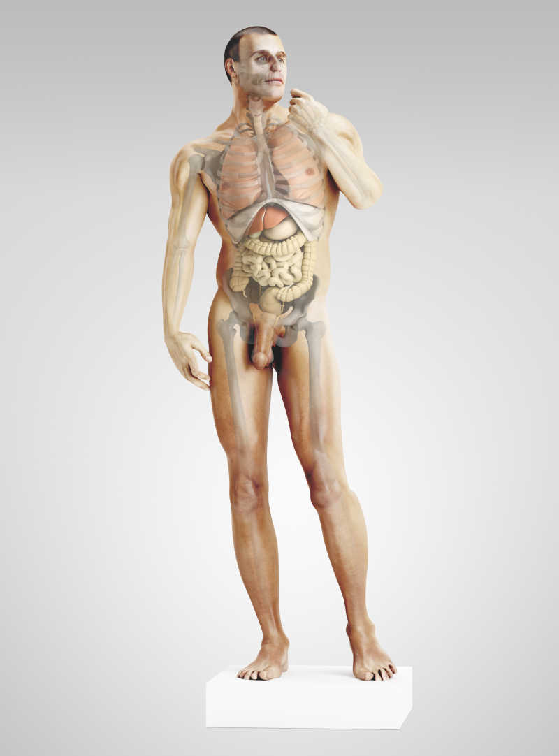 体内部结构与组织图片 男性身体内部结构器官素材 高清图片 摄影照片 寻图免费打包下载