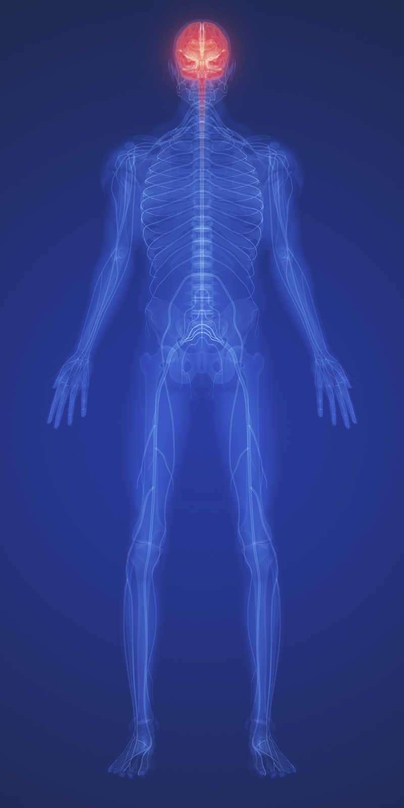 X射线下的男性全身骨骼
