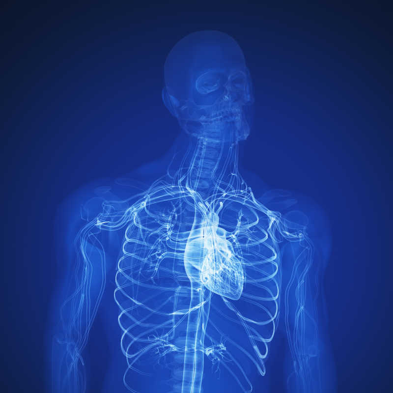 男性X射线下的身体心脏