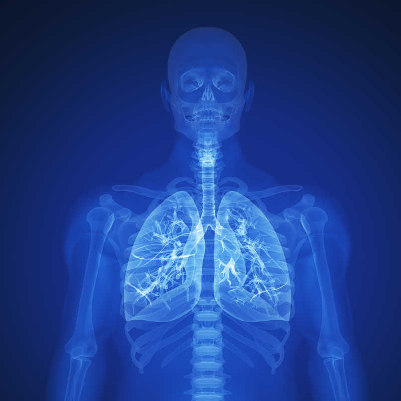 人体三维X射线下的骨骼与肺部
