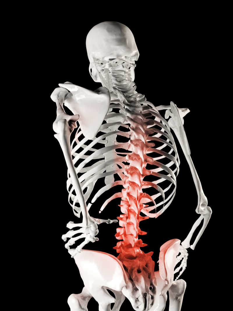 人体骨架背部图片