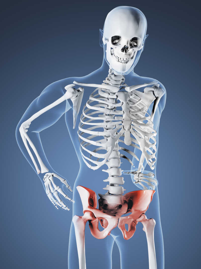 人体骨骼图片 人体骨骼胯部疼痛素材 高清图片 摄影照片 寻图免费打包下载