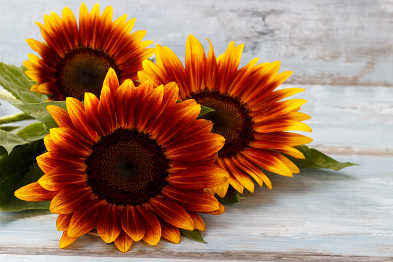 木板上的三朵向日葵