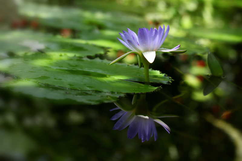 池塘里绽放的花朵