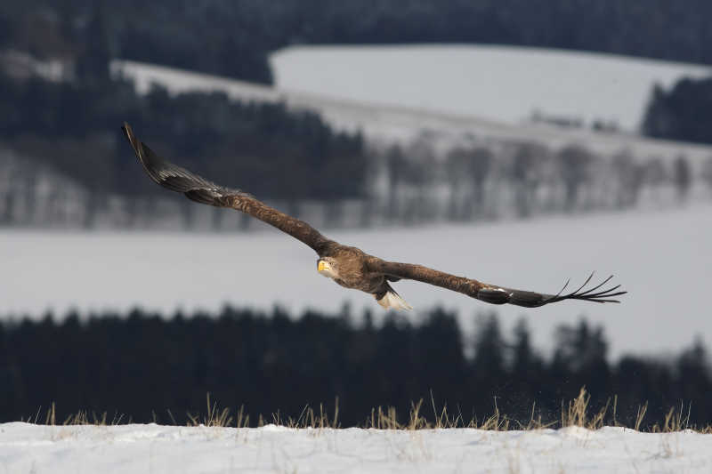 冬日里在雪地上飞翔的鹰