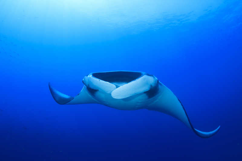 海洋中的一只魔鬼鱼