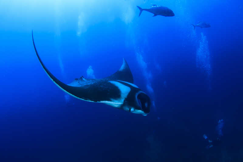 一只深海中的魔鬼鱼