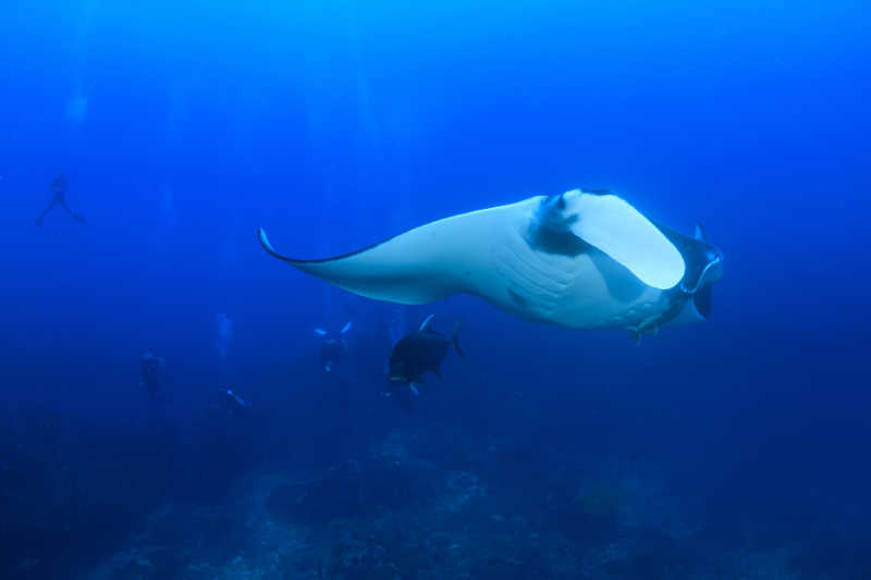 海洋中的魔鬼鱼
