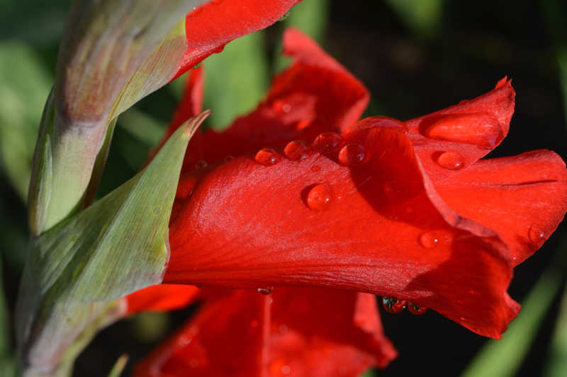 带着水滴的红色唐菖蒲花