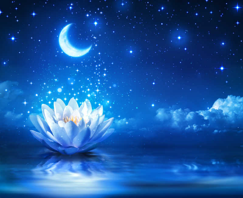 月亮星空背景下的美丽睡莲